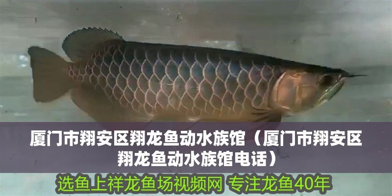 翔安龍魚店【廈門市翔安區與龍魚相關的商業主體地址在哪里翔安龍魚動水族館】 翔安龍魚店【廈門市翔安區與龍魚相關的商業主體地址在哪里翔安龍魚動水族館】 全國水族館企業名錄 第1張