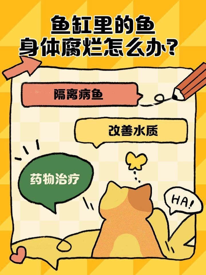 龍魚爛身最簡單三個步驟【素銀龍魚爛尾爛鰭怎么辦,龍魚小參謀助您解決龍魚問題】 龍魚爛身最簡單三個步驟【素銀龍魚爛尾爛鰭怎么辦,龍魚小參謀助您解決龍魚問題】 龍魚百科 第1張