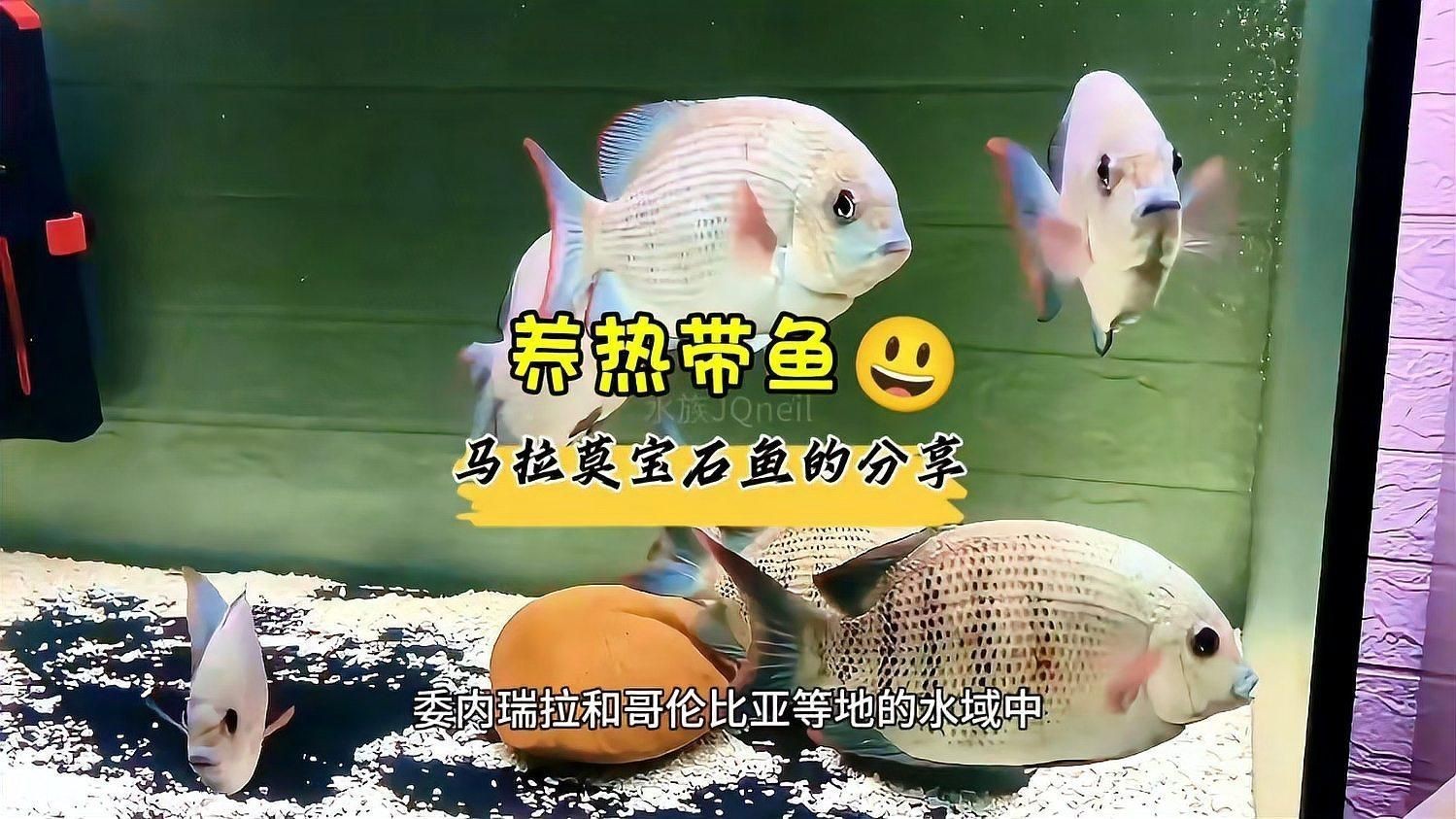 馬拉莫寶石魚介紹【全民小視頻，探秘馬達加斯加的神秘寶石魚】