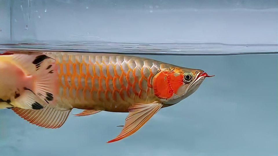 紅龍魚賽級算什么種類【天天看魚看草，紅龍魚各品種的區(qū)分掃盲】