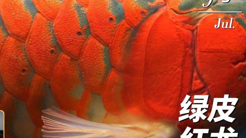 綠皮紅龍魚怎樣鑒別【如何挑選優質紅龍魚】