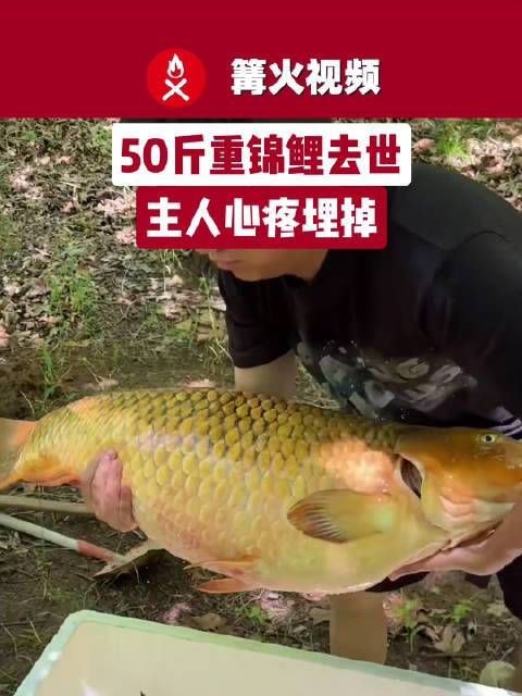 鯉魚死亡事件視頻【近期多起鯉魚死亡事件】