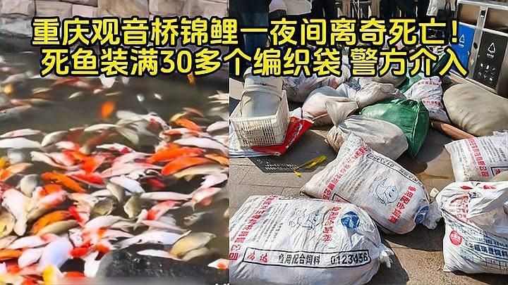 鯉魚死亡事件視頻【近期多起鯉魚死亡事件】