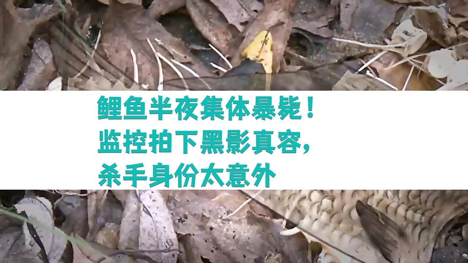 鯉魚死亡事件視頻【近期多起鯉魚死亡事件】