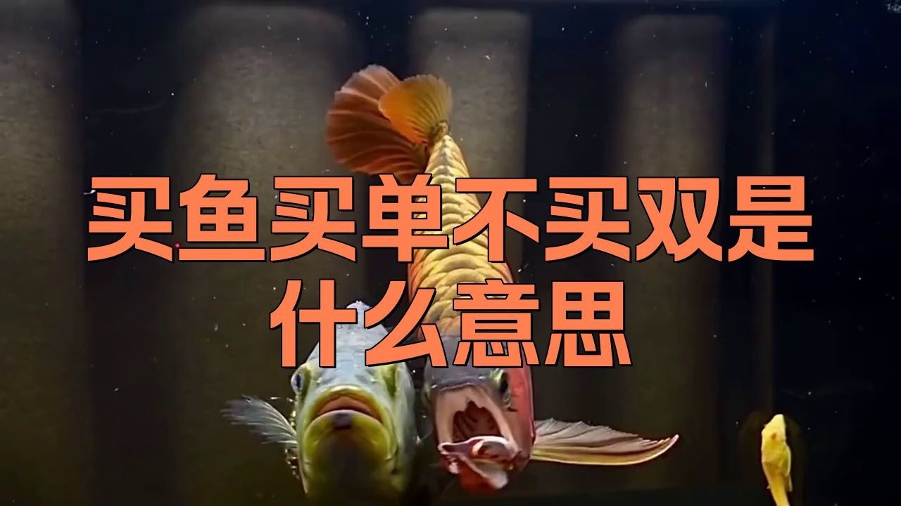 買魚買單還是買雙吉利