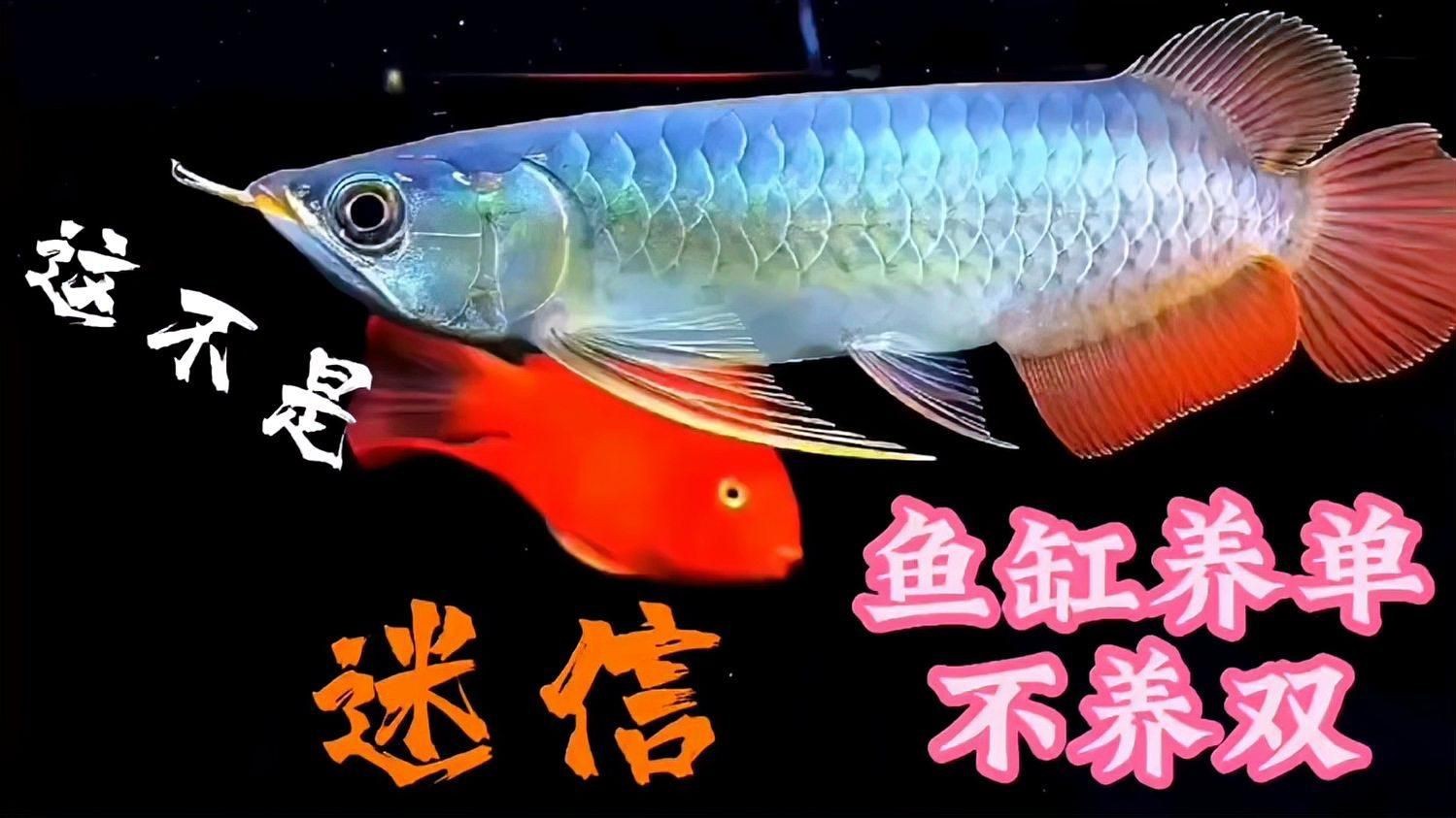 買魚買單還是買雙吉利