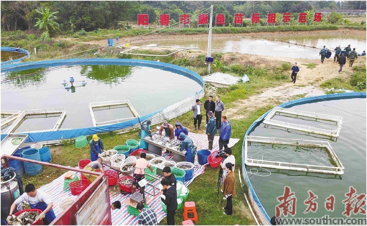 陽春龍魚店【陽春市特色養殖業開啟“蛭”富新門道陽春市人民政府門戶網站】