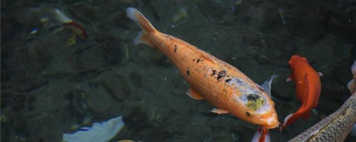 立山水族店【鞍山市立山區(qū)寶來水族店愛企查水族館愛企查水族館愛企查】