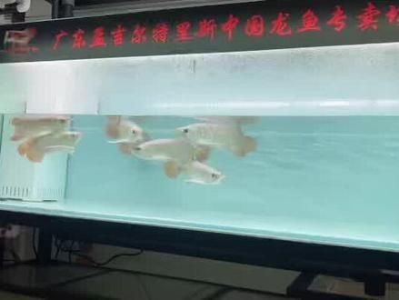孟吉爾紅龍f1品質怎么樣【孟吉爾紅龍f1品質表現可從以下方面綜合評估】