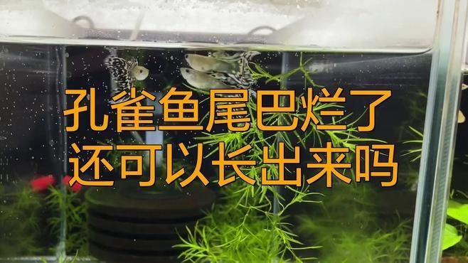 哪種魚尾巴再生能力最強？【bambi德國日志盤點再生能力最強的七種生物】