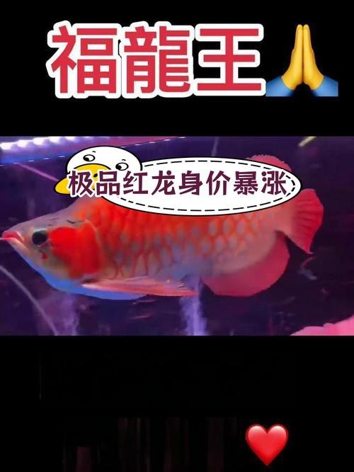 給我一張福龍王魚的圖片【福龍王魚的價(jià)格是多少】 給我一張福龍王魚的圖片【福龍王魚的價(jià)格是多少】 龍魚論壇 第6張