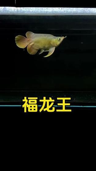 給我一張福龍王魚的圖片【福龍王魚的價(jià)格是多少】 給我一張福龍王魚的圖片【福龍王魚的價(jià)格是多少】 龍魚論壇 第13張