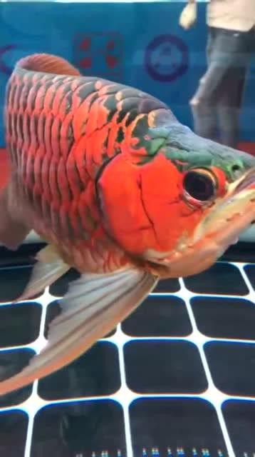 給我一張福龍王魚的圖片【福龍王魚的價(jià)格是多少】 給我一張福龍王魚的圖片【福龍王魚的價(jià)格是多少】 龍魚論壇 第9張