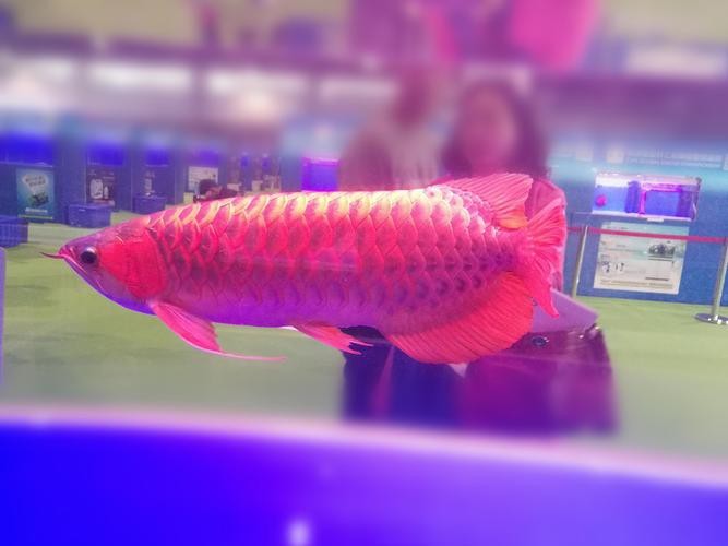 給我一張福龍王魚的圖片【福龍王魚的價(jià)格是多少】 給我一張福龍王魚的圖片【福龍王魚的價(jià)格是多少】 龍魚論壇 第10張