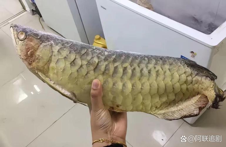 給我一張福龍王魚的圖片【福龍王魚的價(jià)格是多少】 給我一張福龍王魚的圖片【福龍王魚的價(jià)格是多少】 龍魚論壇 第19張