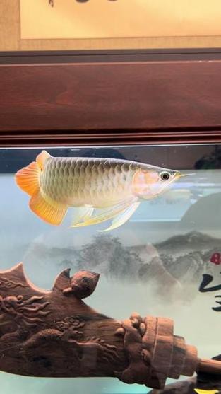 給我一張福龍王魚的圖片【福龍王魚的價(jià)格是多少】 給我一張福龍王魚的圖片【福龍王魚的價(jià)格是多少】 龍魚論壇 第21張