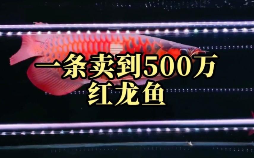 紅龍魚的文化屬性如何【紅龍魚的寓意和象征】