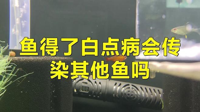 龍魚眼睛白點病會傳染嗎？【智能模式回答完成調用工具：百度健康,龍魚眼睛白點病會傳染其他魚嗎】