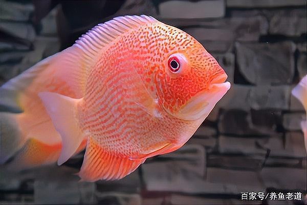 龍魚眼睛白點病會傳染嗎？【智能模式回答完成調用工具：百度健康,龍魚眼睛白點病會傳染其他魚嗎】