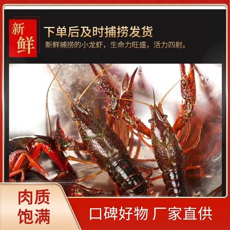 紅龍蝦一只多少錢【關于紅龍蝦的市場價格，需根據品種、產地及采購渠道綜合判斷】