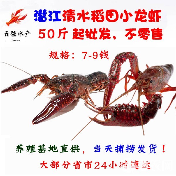 紅龍蝦一只多少錢【關于紅龍蝦的市場價格，需根據品種、產地及采購渠道綜合判斷】