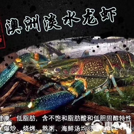 紅龍蝦一只多少錢【關于紅龍蝦的市場價格，需根據品種、產地及采購渠道綜合判斷】