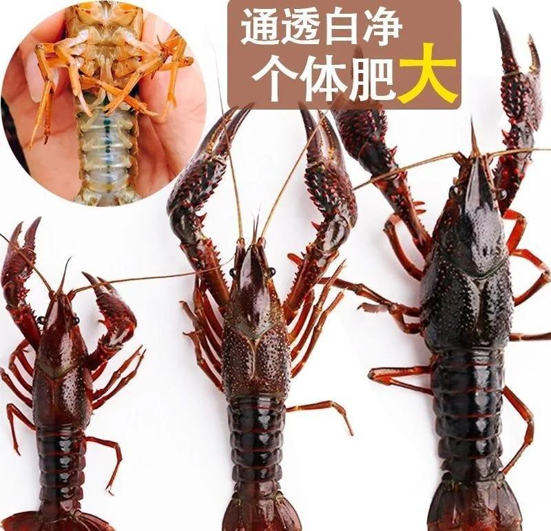 紅龍蝦一只多少錢【關于紅龍蝦的市場價格，需根據品種、產地及采購渠道綜合判斷】