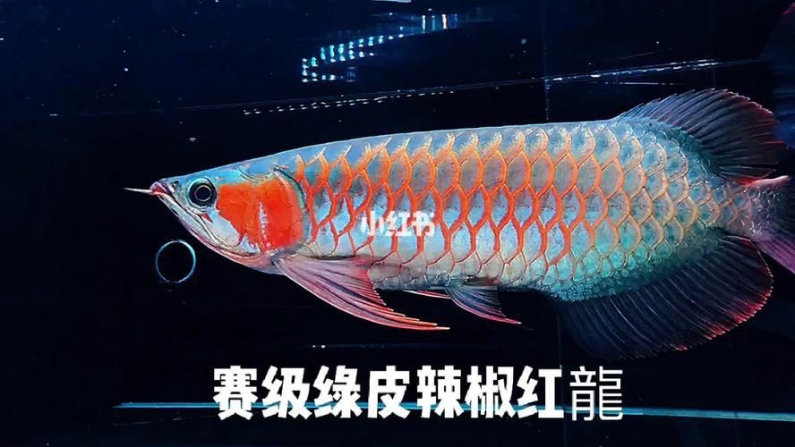 綠皮紅龍煙價格表圖片【關于紅金龍（紅龍）香煙的價格信息及相關圖片展示】