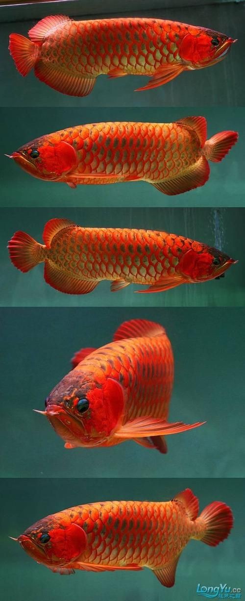 綠皮紅龍煙價格表圖片【關于紅金龍（紅龍）香煙的價格信息及相關圖片展示】