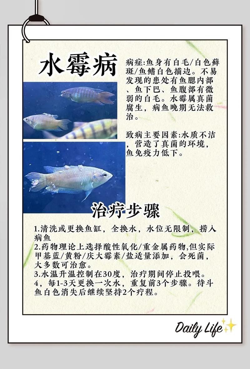 龍魚水霉病圖片大全【龍魚水霉病是一種由水霉屬和綿霉屬和綿霉屬真菌引起的常見疾病】