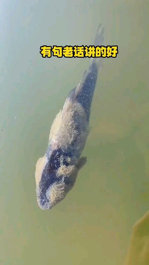 龍魚水霉病圖片大全【龍魚水霉病是一種由水霉屬和綿霉屬和綿霉屬真菌引起的常見疾病】