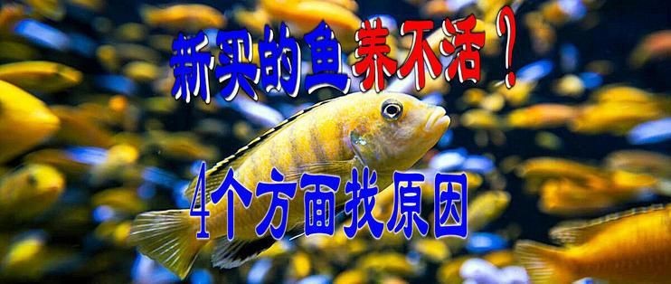 魔鬼魚屬于什么檔次【三湖慈鯛你該怎么養草缸養魚蝦鯛魚為何盡量少吃背后的真相令人震驚】