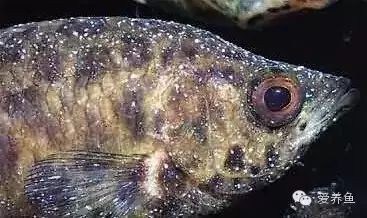 請提供更多關于魚真菌和細菌的信息【哪種細菌會讓魚得哪種病,你都知道嗎】