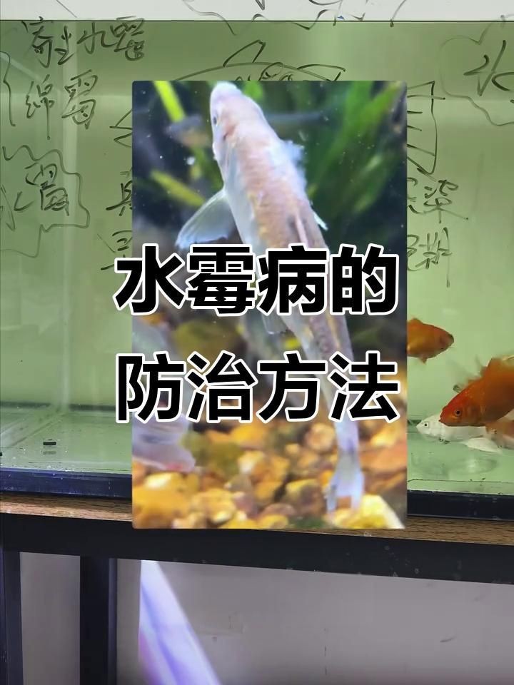 請提供更多關于魚真菌和細菌的信息【哪種細菌會讓魚得哪種病,你都知道嗎】