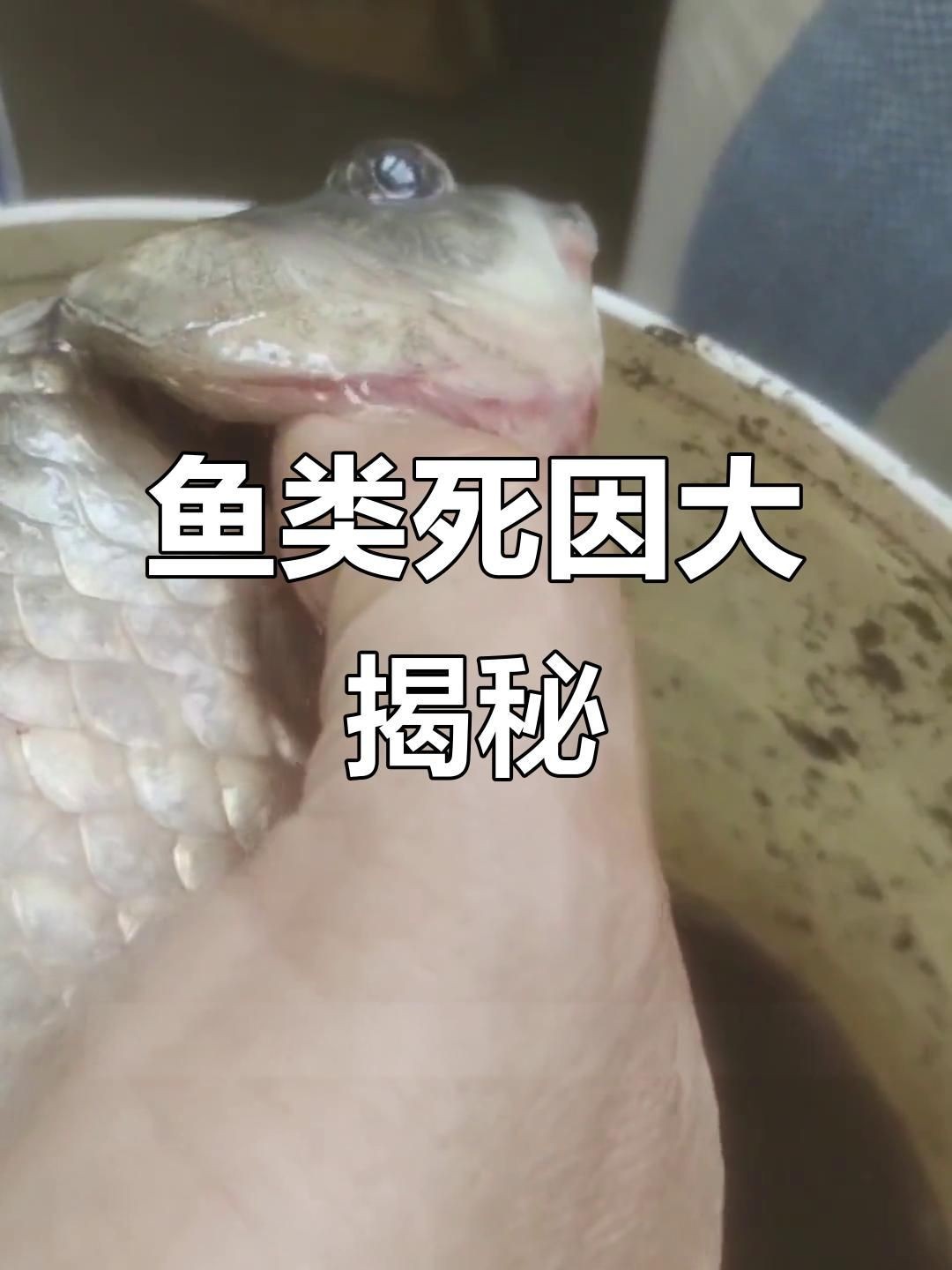 請提供更多關于魚真菌和細菌的信息【哪種細菌會讓魚得哪種病,你都知道嗎】