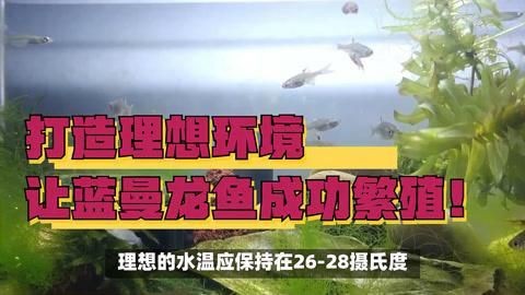 藍曼龍魚繁殖需要哪些條件？【熱帶觀賞魚搜狐視頻藍曼龍魚繁殖過程揭秘全民小視頻】