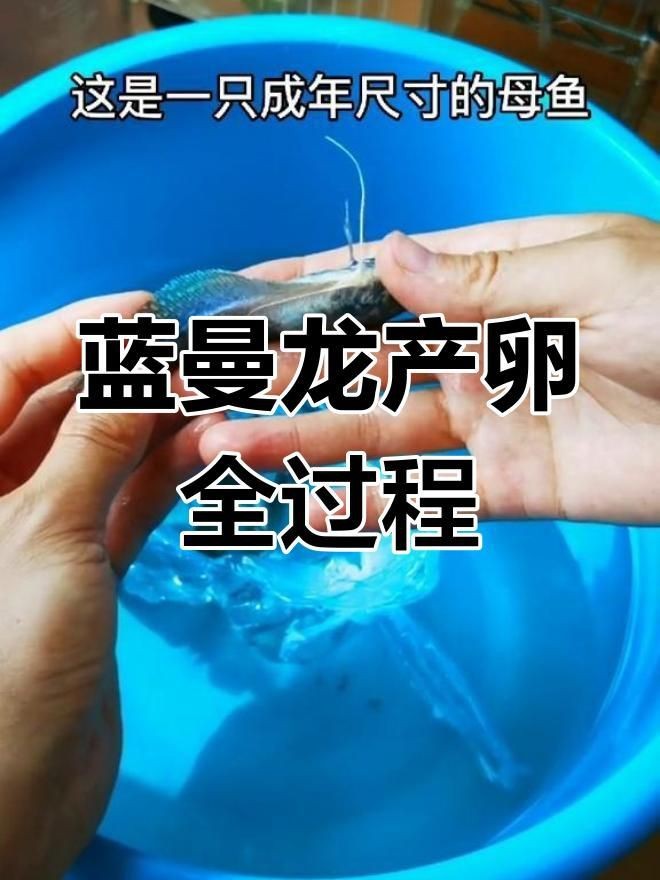 藍曼龍魚繁殖需要哪些條件？【熱帶觀賞魚搜狐視頻藍曼龍魚繁殖過程揭秘全民小視頻】