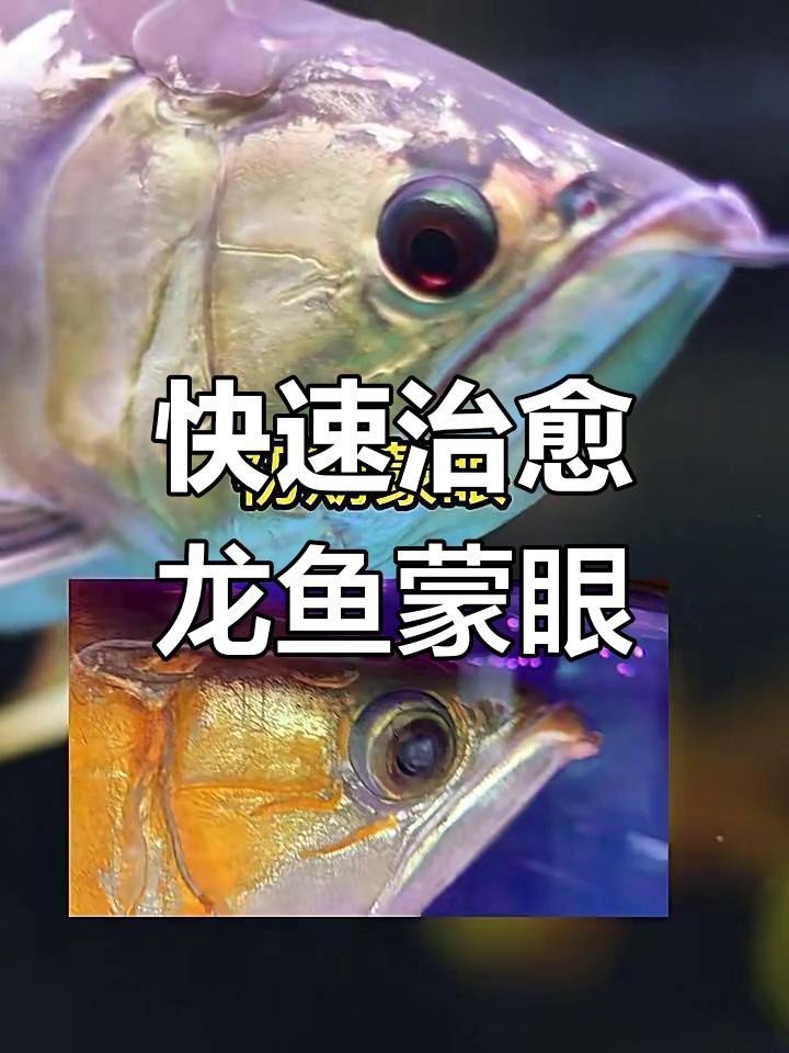 龍魚蒙眼病有哪些治療方法？【智能模式回答完成調用工具：百度健康】