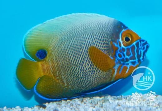 藍面財神魚兇不兇【藍面神仙魚與財神魚有什么區(qū)別】 藍面財神魚兇不兇【藍面神仙魚與財神魚有什么區(qū)別】 龍魚百科 第2張