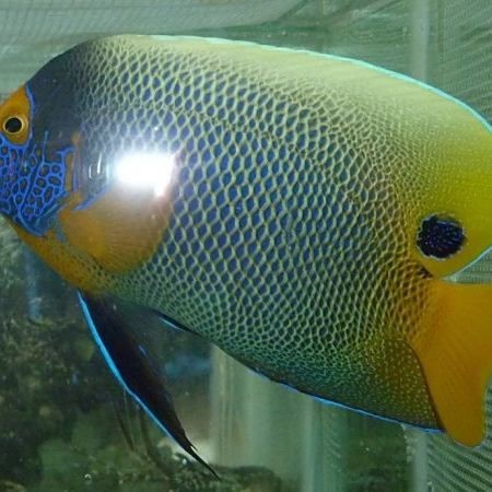 藍面財神魚兇不兇【藍面神仙魚與財神魚有什么區(qū)別】 藍面財神魚兇不兇【藍面神仙魚與財神魚有什么區(qū)別】 龍魚百科 第6張