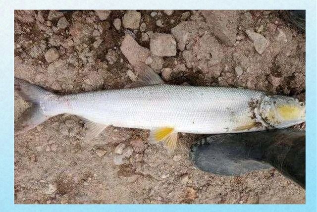 廣西老虎魚學名是什么【廣西男子海邊抓到黑色小魚，摸了一下被送急診】
