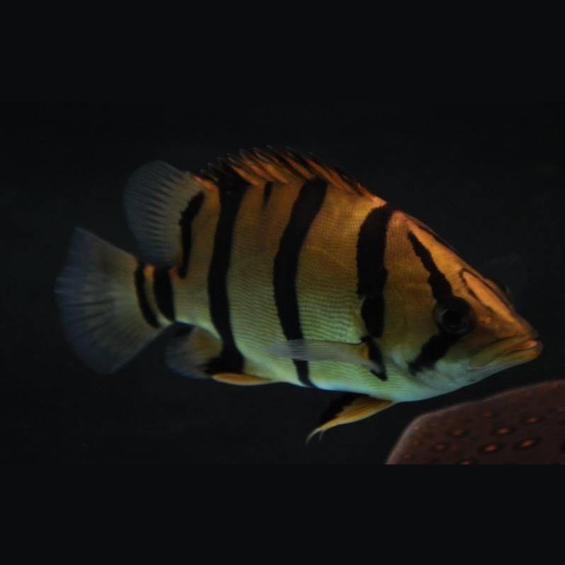 三紋泰北虎魚為何被禁養(yǎng)【三紋泰北虎魚禁養(yǎng)現(xiàn)象的多維解析】