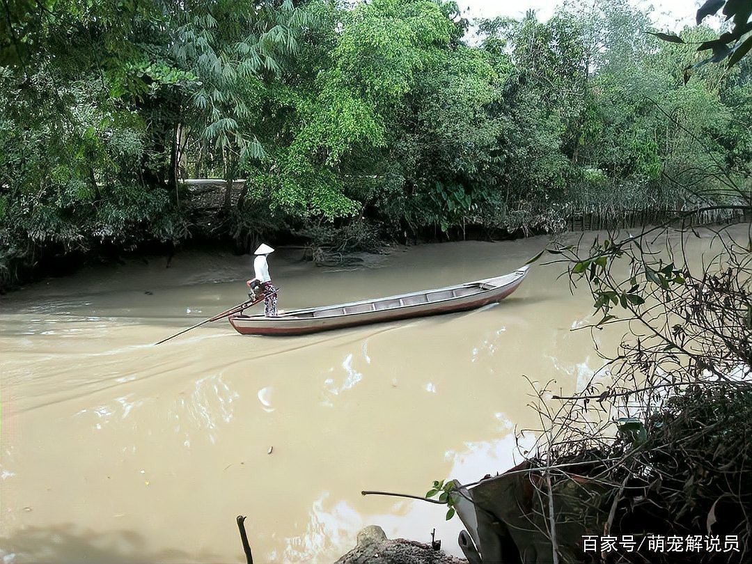 三紋泰北虎魚為何被禁養(yǎng)【三紋泰北虎魚禁養(yǎng)現(xiàn)象的多維解析】
