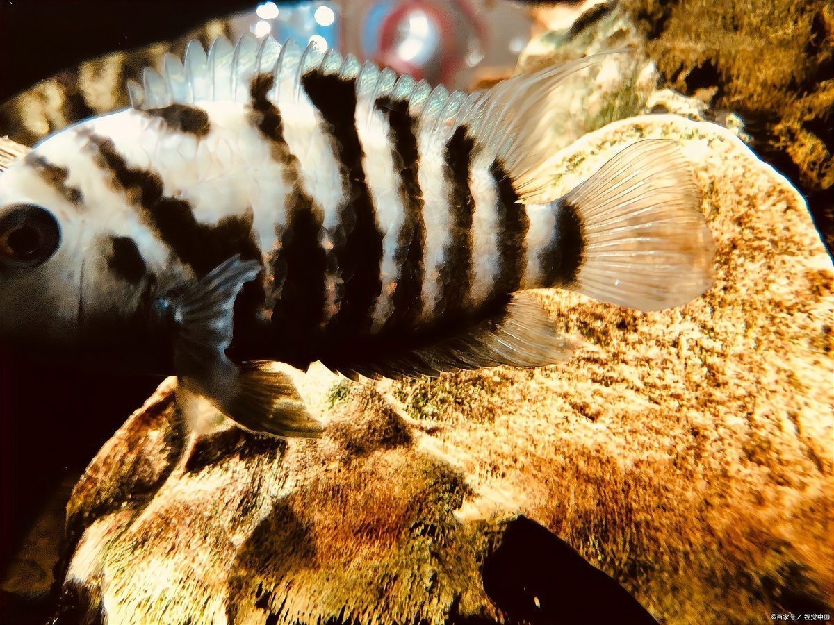 三紋泰北虎魚為何被禁養(yǎng)【三紋泰北虎魚禁養(yǎng)現(xiàn)象的多維解析】