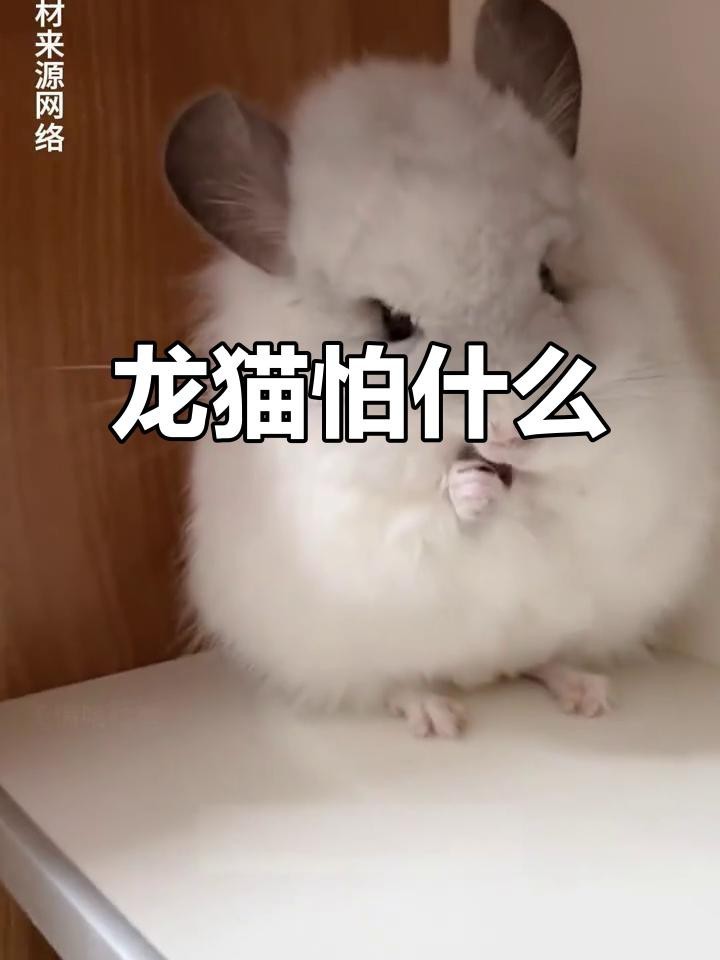 如何判斷龍貓是否害怕？【龍貓害怕了是不是就拉屎喂養小能手龍貓到底會不會咬人】
