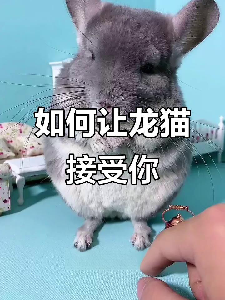 如何判斷龍貓是否害怕？【龍貓害怕了是不是就拉屎喂養小能手龍貓到底會不會咬人】