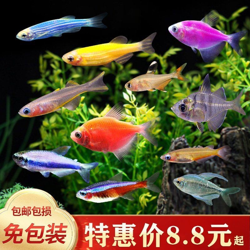 紅尾大勾【紅尾大勾的養(yǎng)殖技術(shù)】