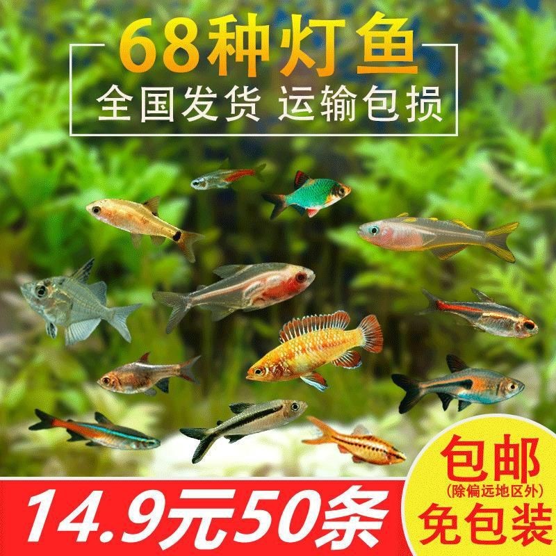 紅尾大勾【紅尾大勾的養(yǎng)殖技術(shù)】