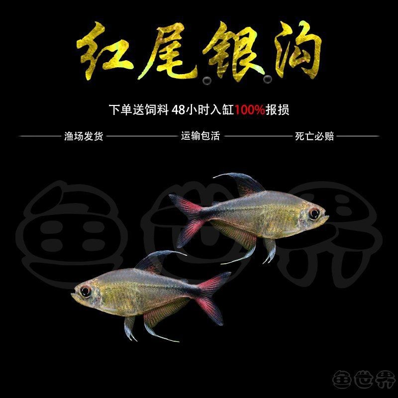 紅尾大勾【紅尾大勾的養(yǎng)殖技術(shù)】