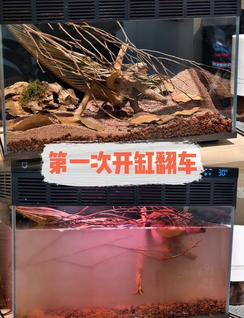 紅尾大勾【紅尾大勾的養(yǎng)殖技術(shù)】